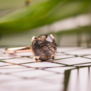 Bron Catch Ring - Bild 3